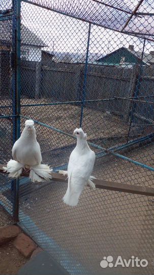 Голуби (разные)