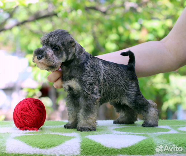 Щенки цвергшнауцера Девочка и мальчики