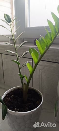 Замиокулькас