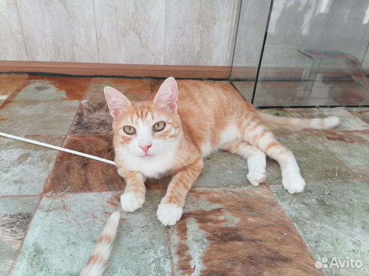 Нежный, красивый котик в добрые руки