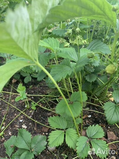 Взрослый куст финской клубники