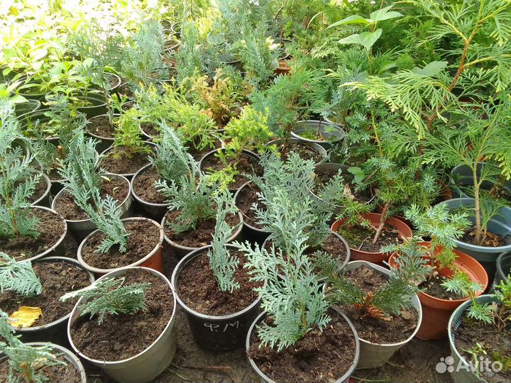 Хвойные растения