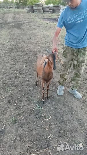 Козлики нубийские на племя