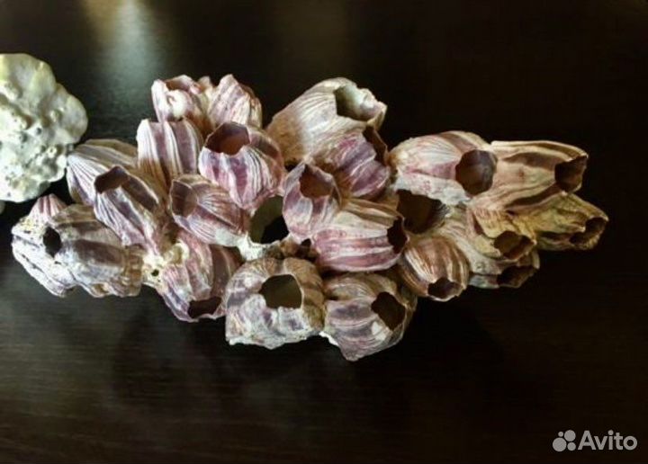 Морской моллюск ракушка