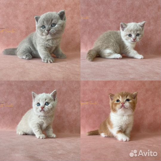 Британские котята лиловый/крем/рыжий/с белым