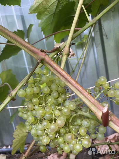 Саженцы винограда