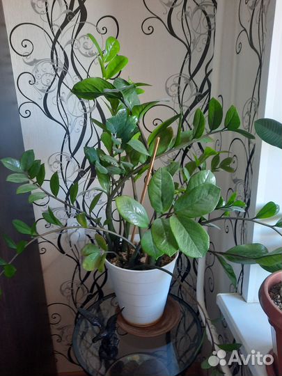 Шикарный Замиокулькас