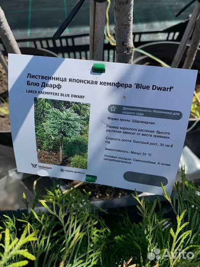 Лиственница