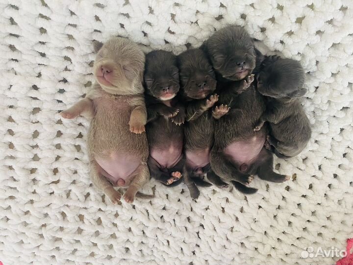 Девочки чихухуа микро и стандарт