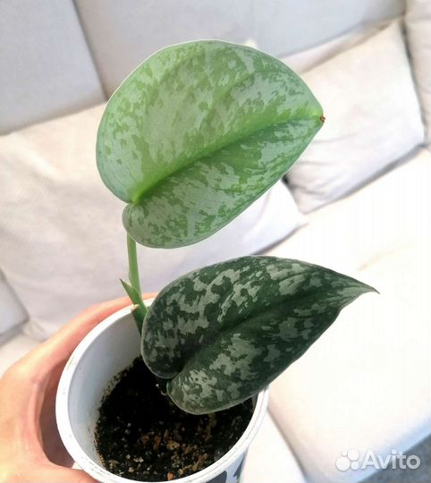 Сциндапсус треби