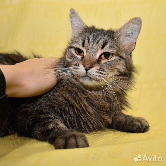 Кошка в дар