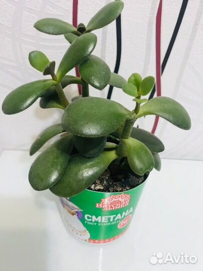 Денежное дерево