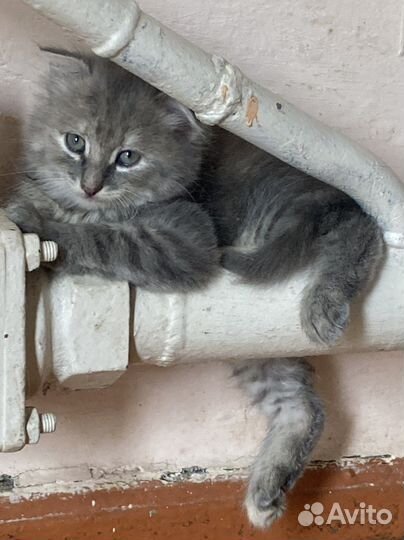 Британские котята бесплатно