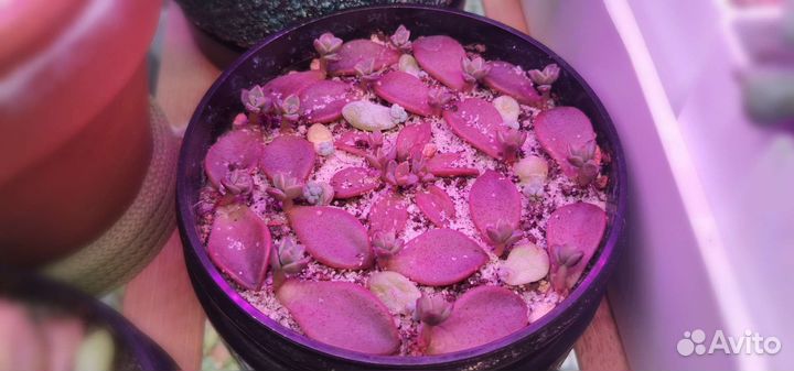 Суккуленты/Детки/Граптоверия/Эониум/Седум