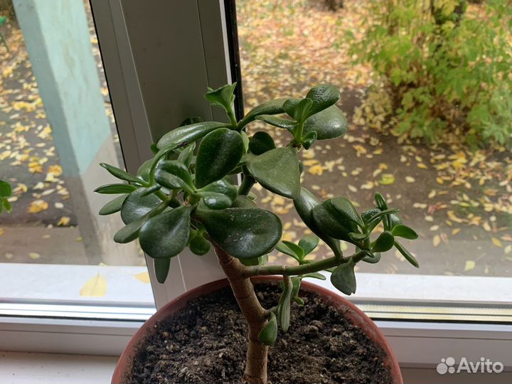 Комнатные цветы