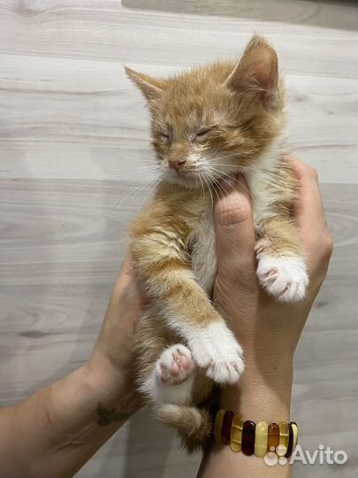 Котенок, мальчик 2,5 месяца ищет дом