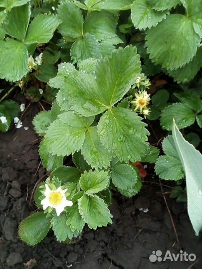 Клубника ремонтантная мурано,гигант ела, сорт майс