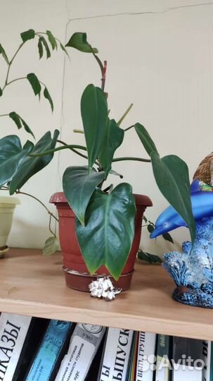 Филодендрон