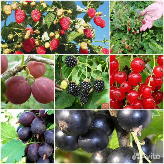 Саженцы смородины, крыжовника, ежевики