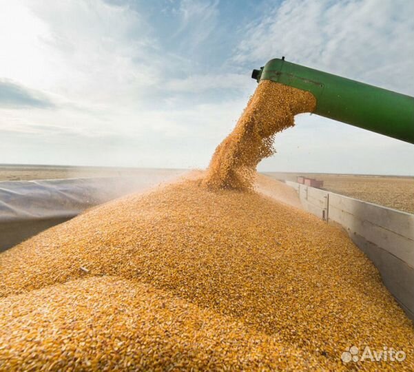 Зерно,пшеница