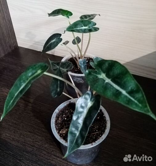 Алоказия, пеперомии и другие