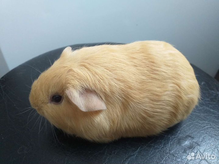 Морские свинки