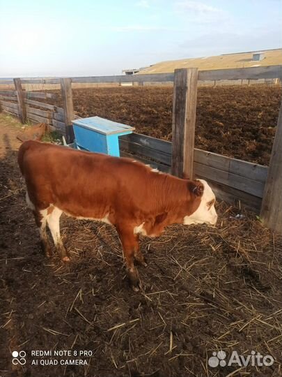 Породистые телочки