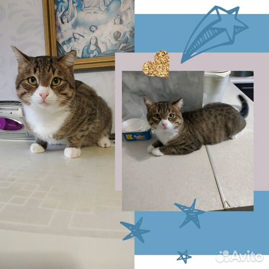 Милый котмк в добрые руки