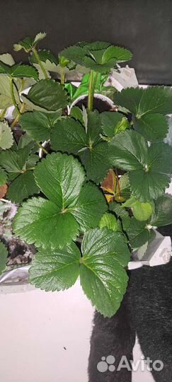 Рассада клубники