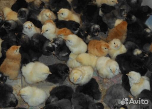 Цыплята суточные