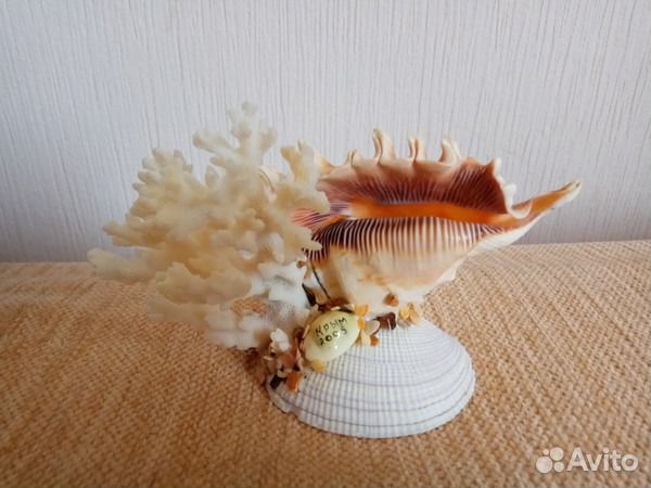 Морской Коралл с ракушками, Краб на камне