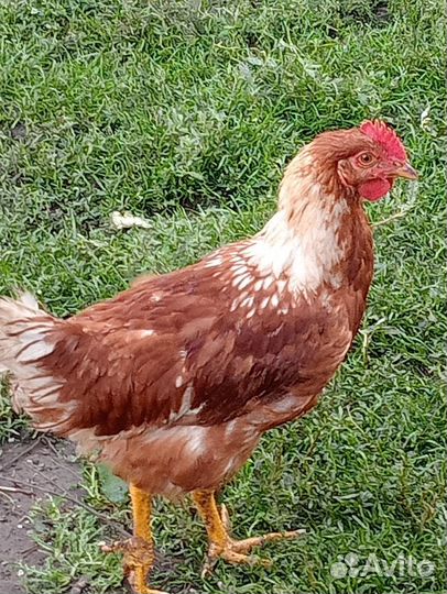 Молодые петушки