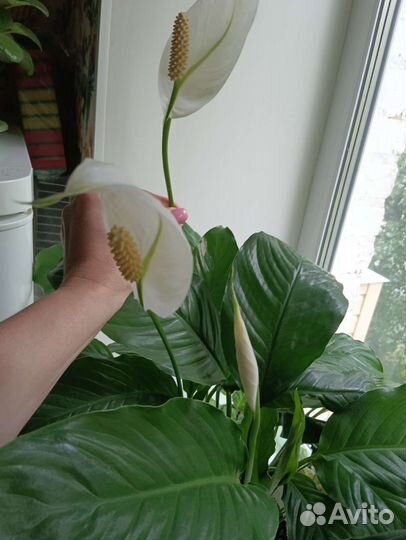 Спатифиллум