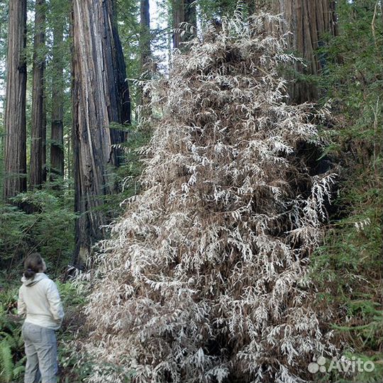 Секвойя вечнозеленая Sequoia sempervirens, семена