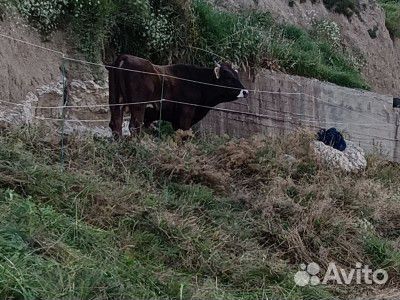 Бык на племя Швиц