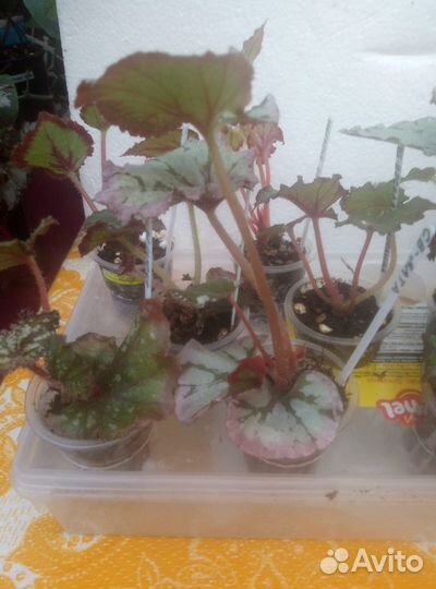 Бегонии сортовые