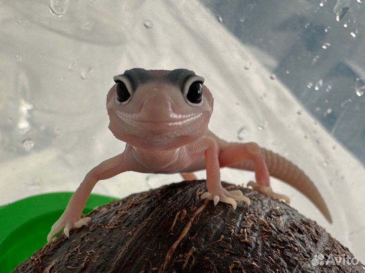 Эублефар гекон