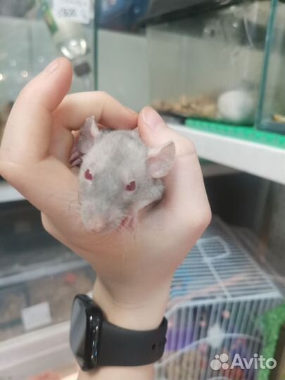 Грызуны/Крысы/Песчанки