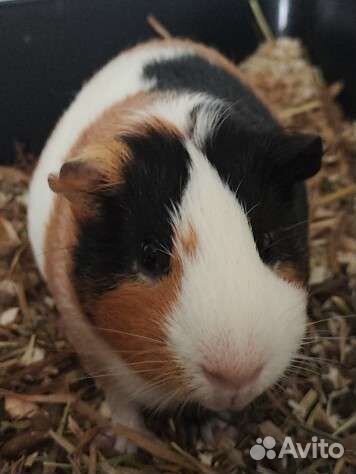 Морская свинка самец