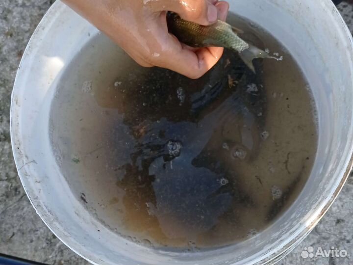 Живец карась