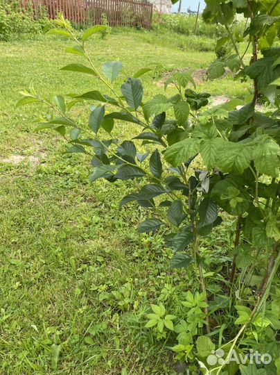 Саженцы вишни