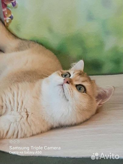 Золотой плюшевый котик