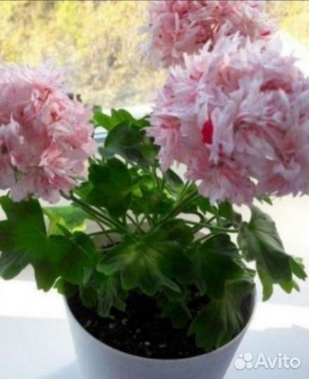 Пеларгония герань