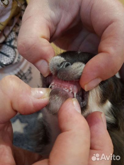 Чихуахуа голубой триколор дш