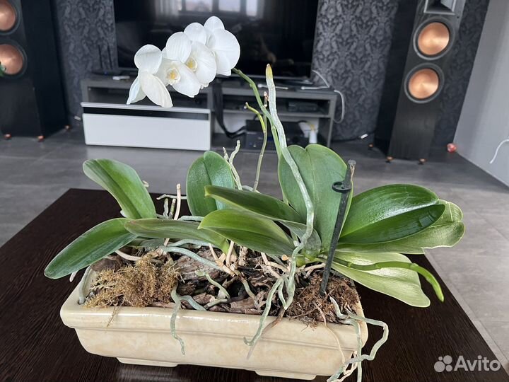 Цветочная композиция
