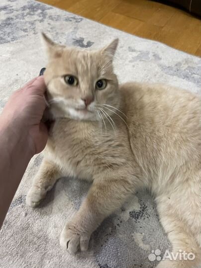 Найдена кошка