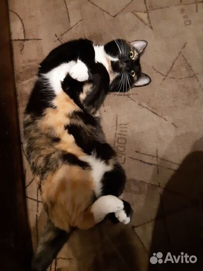 Кошка в дар