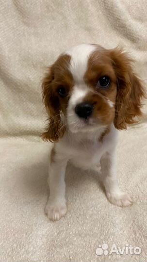 Кавалер кинг чарльз спаниель