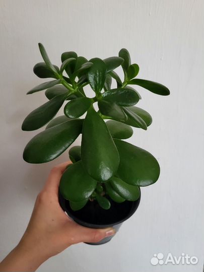 Крассула толстянка (денежное дерево)