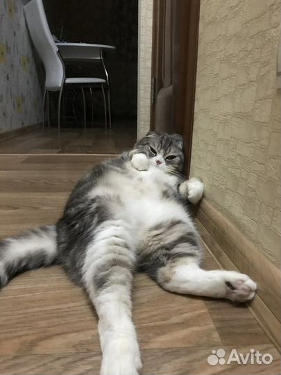 Шотландский Кот в добрые руки